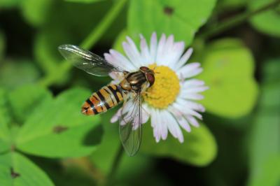  Episyrphus balteatus (De Geer, 1776)