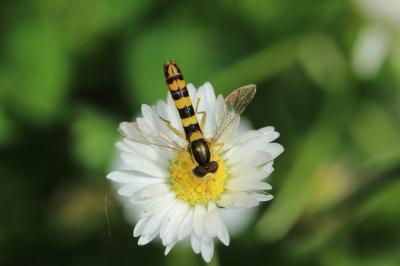  Sphaerophoria scripta (Linnaeus, 1758)