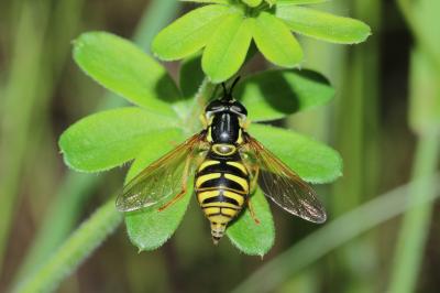  Chrysotoxum Meigen, 1803