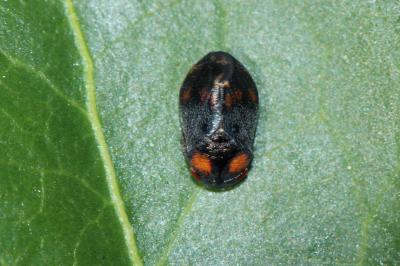  Penthimia nigra (Goeze, 1778)