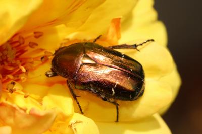 Cétoine dorée (la) Cetonia aurata pisana Heer, 1841