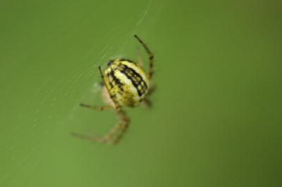 Mangore petite-bouteille Mangora acalypha (Walckenaer, 1802)