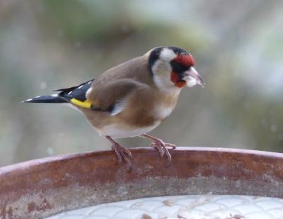 Chardonneret élégant Carduelis carduelis (Linnaeus, 1758)