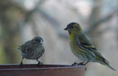 Tarin des aulnes Carduelis spinus (Linnaeus, 1758)
