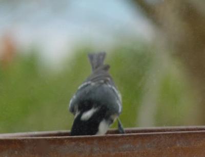Mésange noire Periparus ater (Linnaeus, 1758)