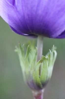 Anémone couronnée, Anémone Coronaire Anemone coronaria L., 1753