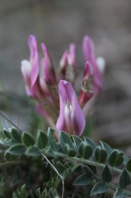 Astragale blanchâtre Astragalus incanus L., 1759
