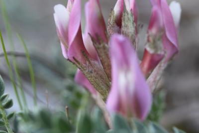 Astragale blanchâtre Astragalus incanus L., 1759