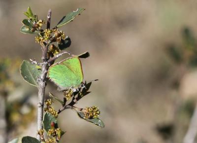 Thécla de la Ronce (La), Argus vert (L') Callophrys rubi (Linnaeus, 1758)