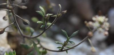 Hornungie des pierres, Hutchinsie des pierres Hornungia petraea (L.) Rchb., 1838