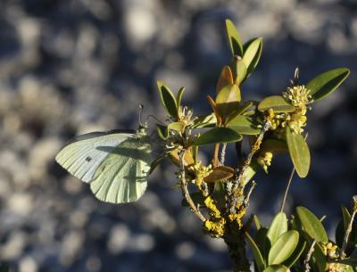 Piéride de la Rave (La), Petit Blanc du Chou (Le), Pieris rapae (Linnaeus, 1758)