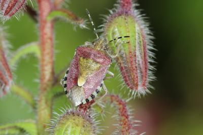 Punaise brune à antennes & bords panachés Dolycoris baccarum (Linnaeus, 1758)