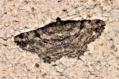 Boarmie rhomboïdale (La), Boarmie commune (La) Peribatodes rhomboidaria (Denis & Schiffermüller, 1775)