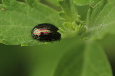 Chrysomèle du Romarin Chrysolina americana (Linnaeus, 1758)