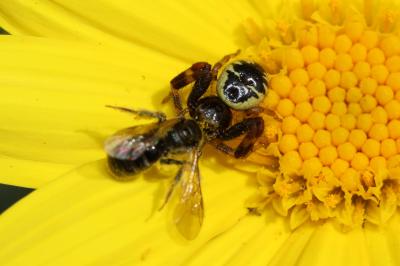 Thomise Napoléon Synema globosum (Fabricius, 1775)