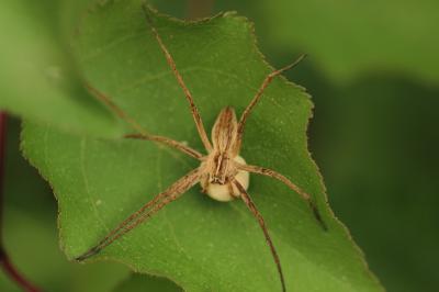 Pisaure admirable Pisaura mirabilis (Clerck, 1758)