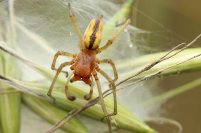  Cheiracanthium pennyi O. Pickard-Cambridge, 1873