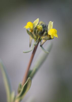 Linaire simple Linaria simplex (Willd.) DC., 1805