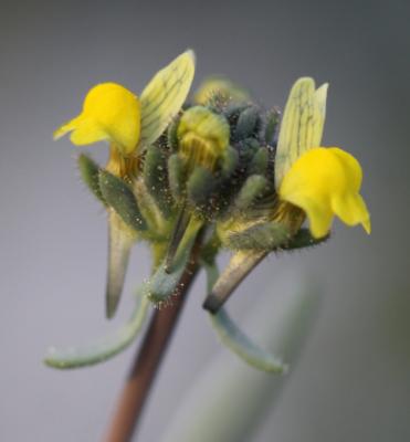 Linaire simple Linaria simplex (Willd.) DC., 1805