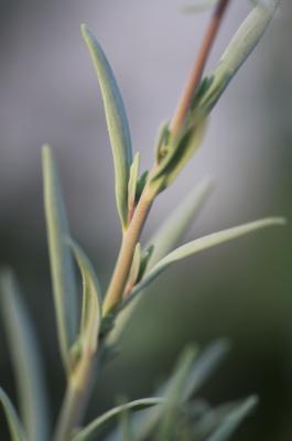 Linaire simple Linaria simplex (Willd.) DC., 1805