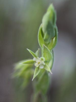 Astérolinon Lysimachia linum-stellatum L., 1753
