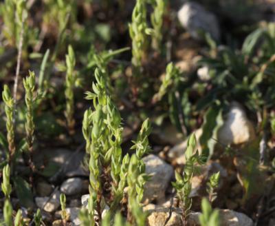 Astérolinon Lysimachia linum-stellatum L., 1753