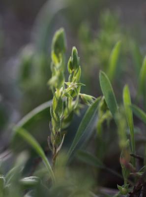 Astérolinon Lysimachia linum-stellatum L., 1753