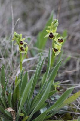  Ophrys L., 1753