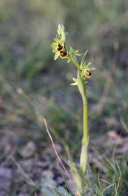 Ophrys verdissant Ophrys virescens Philippe, 1859