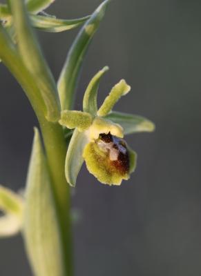 Ophrys verdissant Ophrys virescens Philippe, 1859
