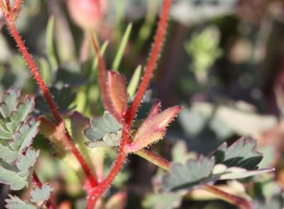 Saxifrage à trois doigts, Petite saxifrage Saxifraga tridactylites L., 1753
