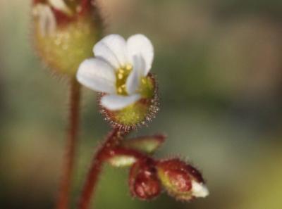 Saxifrage à trois doigts, Petite saxifrage Saxifraga tridactylites L., 1753
