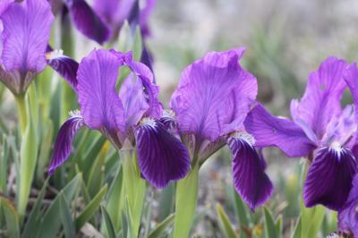 Iris jaunâtre Iris lutescens Lam., 1789