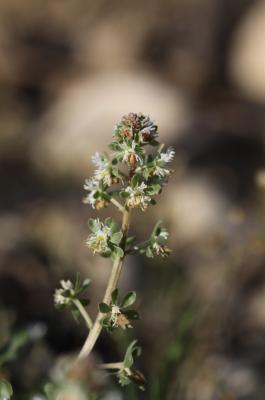 Réséda raiponce Reseda phyteuma L., 1753