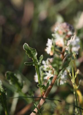 Réséda raiponce Reseda phyteuma L., 1753