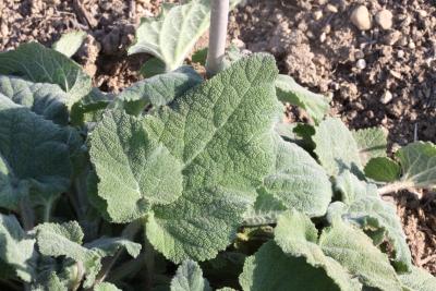Sauge sclarée, Orvale Salvia sclarea L., 1753