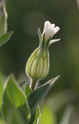 Compagnon blanc, Silène à feuilles larges Silene latifolia Poir., 1789