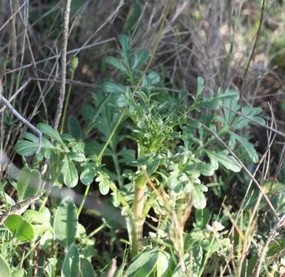 Alysson à calice persistant Alyssum alyssoides (L.) L., 1759