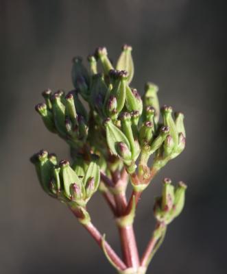Valériane tubéreuse Valeriana tuberosa L., 1753