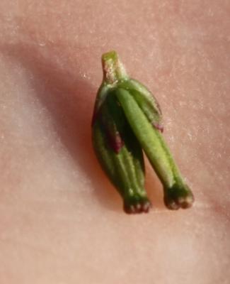 Valériane tubéreuse Valeriana tuberosa L., 1753