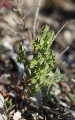 Astérolinon Lysimachia linum-stellatum L., 1753