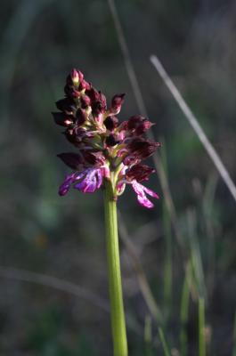 Orchis pourpre, Grivollée Orchis purpurea Huds., 1762