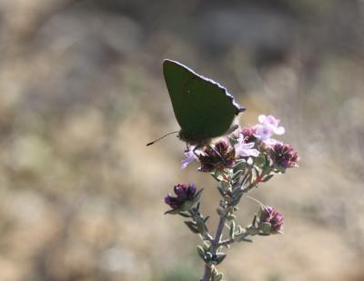Thécla de la Ronce (La), Argus vert (L') Callophrys rubi (Linnaeus, 1758)