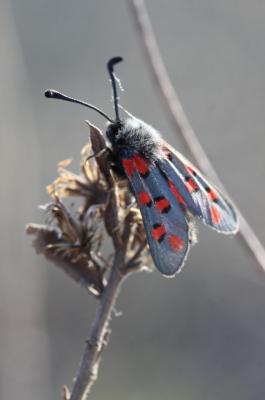 Zygène de l'Esparcette (La), Zygène de la Dorycnie Zygaena rhadamanthus (Esper, 1789)