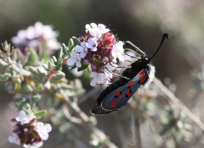 Zygène de l'Esparcette (La), Zygène de la Dorycnie Zygaena rhadamanthus (Esper, 1789)