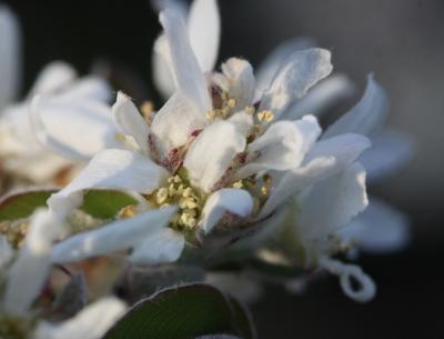 Amélanchier Amelanchier ovalis Medik., 1793