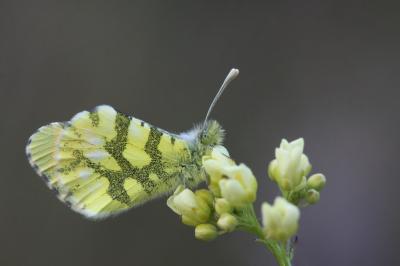 Aurore de Provence (L') Anthocharis euphenoides Staudinger, 1869