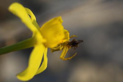 Thomise replet Thomisus onustus Walckenaer, 1805