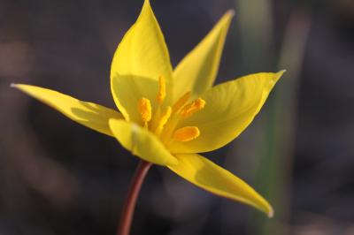 Tulipe des Alpes, Tulipe du Midi Tulipa sylvestris subsp. australis (Link) Pamp., 1914