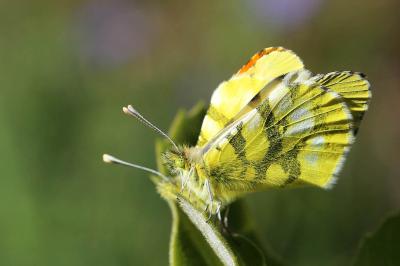Aurore de Provence (L') Anthocharis euphenoides Staudinger, 1869